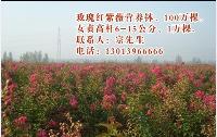 玫瑰紅紫薇