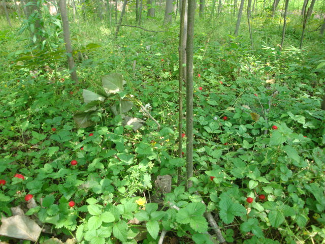 金銀花、朱頂紅、紫露草、紫羅蘭、紫茉莉、紫三葉價(jià)格表