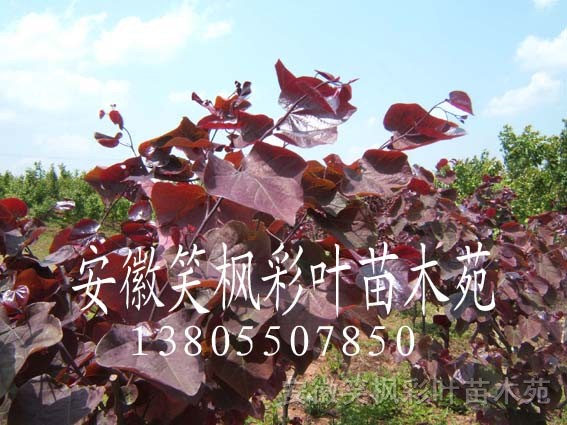 紫葉加拿大紫荊等彩葉苗
