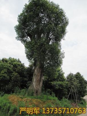 古香樟樹(shù)