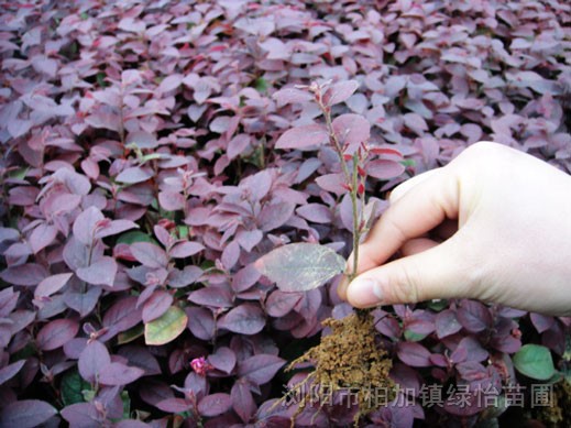 紅花繼木小苗 春鵑小苗.紅葉石楠小苗