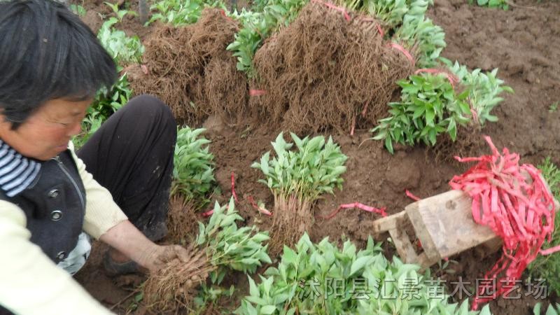 紅葉小檗、金葉女貞