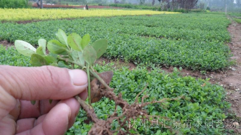 紅葉小檗、金葉女貞