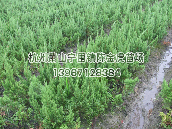 浙江小龍柏最新報價/小龍柏圖片