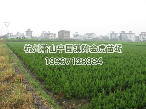 浙江小龍柏最新報價/小龍柏圖片
