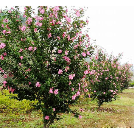 圣奧古斯汀草、海濱雀稗、鈍葉草、草籽