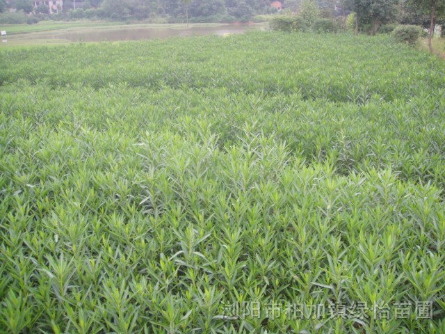 湖南紅花夾竹桃 春杜鵑.金葉女貞.香樟.桂花.羅漢松