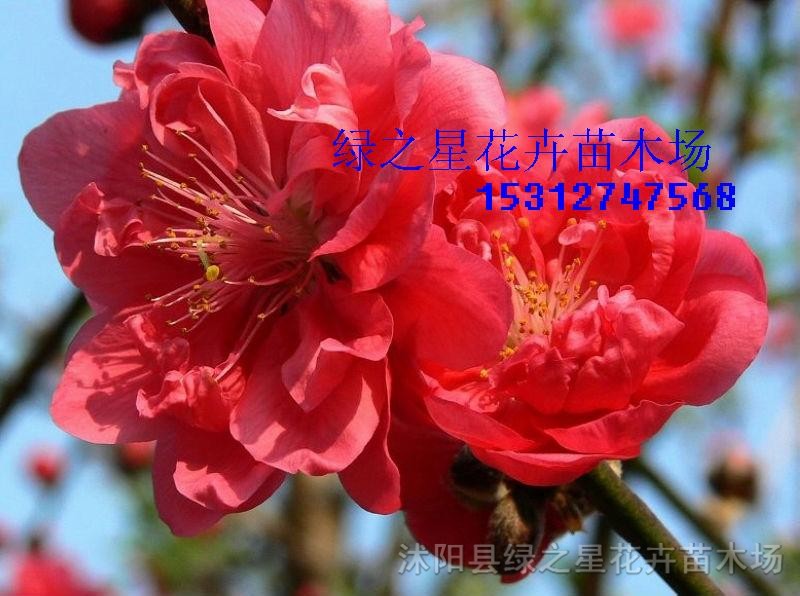 紫葉桃