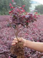 紅花繼木，杜鵑，紅葉石楠，法國(guó)冬青，龜甲冬青，金葉女貞，丹桂