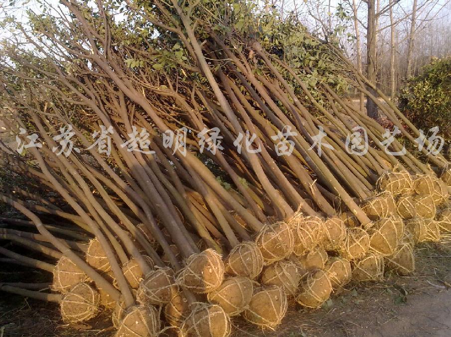 大葉女貞、垂柳、櫻花、紫薇、紫荊、紫葉李