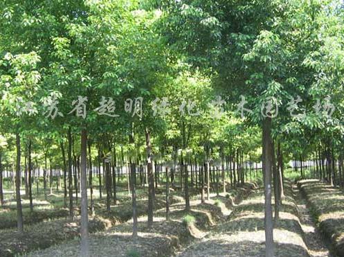 大葉女貞、垂柳、櫻花、紫薇、紫荊、紫葉李