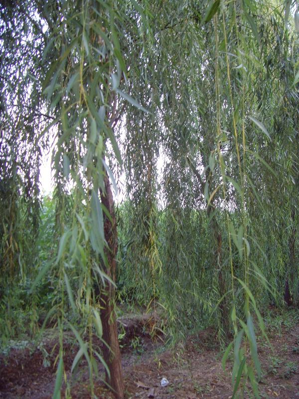 垂柳