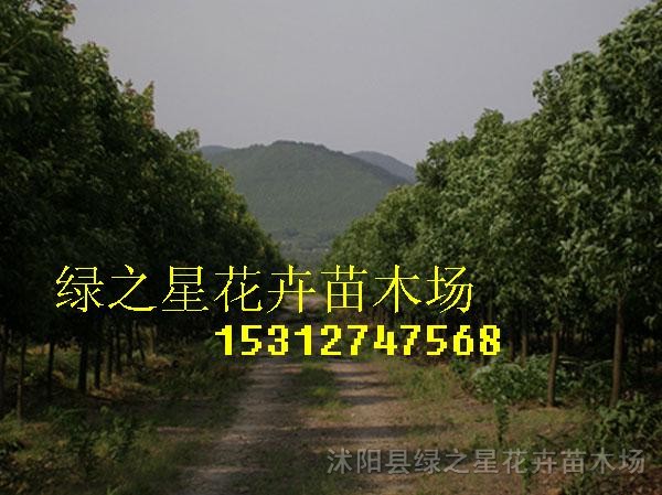 大量批發(fā)香樟,欒樹,白蠟,紫薇,紫葉李,種子種苗