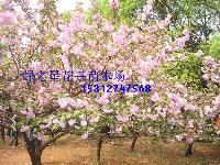 大量批發(fā)櫻花,海棠,桂花,玉蘭,國(guó)槐 種子種苗