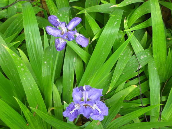 香蒲、細(xì)葉芒、荇菜、香菇草、瑩藺、燕子花、白三葉價(jià)格表