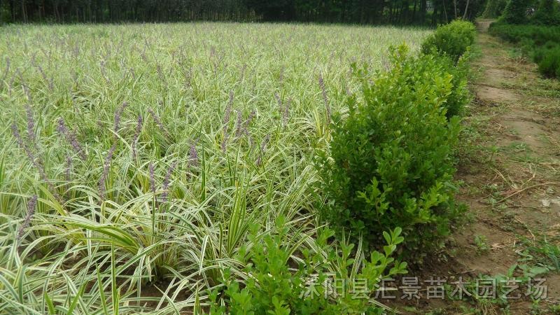 供應地被植物銀邊麥冬草