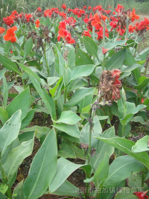 紅花美人蕉 法國(guó)冬青、金邊黃楊、茶梅