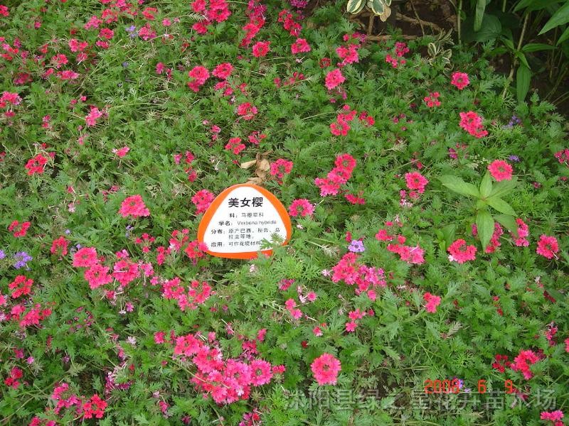 優(yōu)質(zhì)草本花卉-美女櫻
