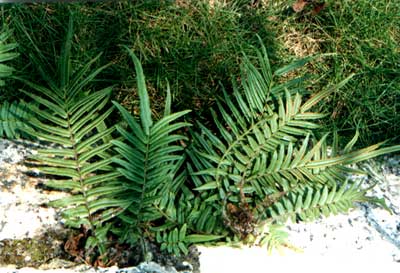 水生虞美人、水生苔草、水毛花、水鱉、藍花梭魚草價格表