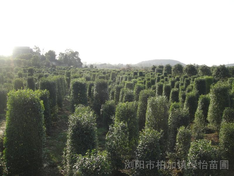 女貞柱.枸骨.木芙蓉.鋪地柏.