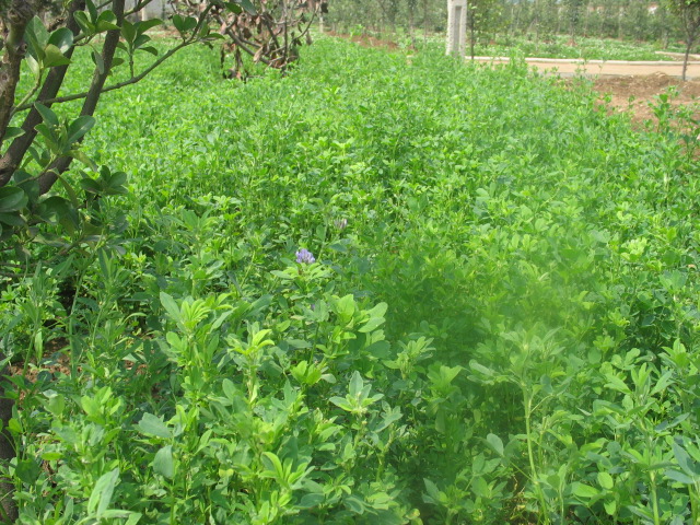 馬蹄筋、邱氏羊茅、硬羊茅草、百喜草、苜蓿、蘇丹草價格表