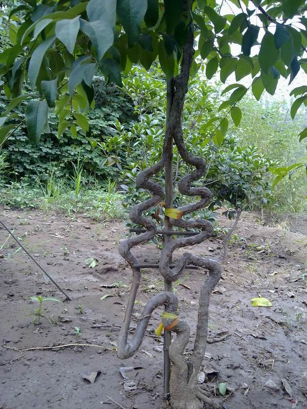 造型桂花
