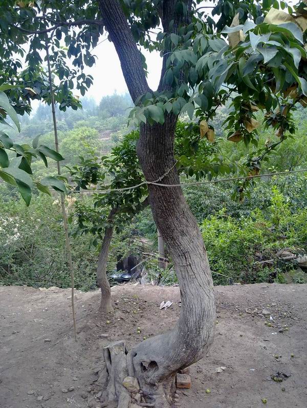 造型桂花