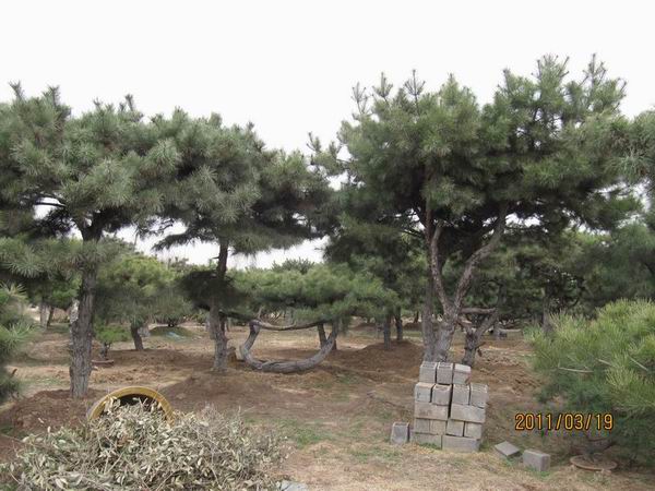 造型黑松