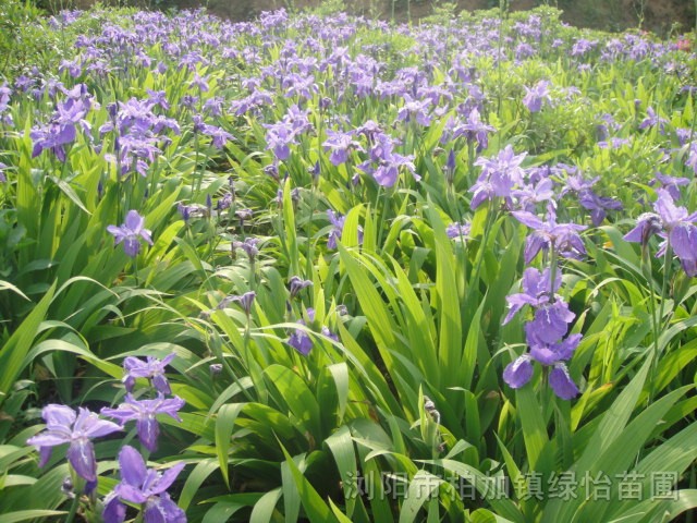 鴦尾 各種花色鴦尾