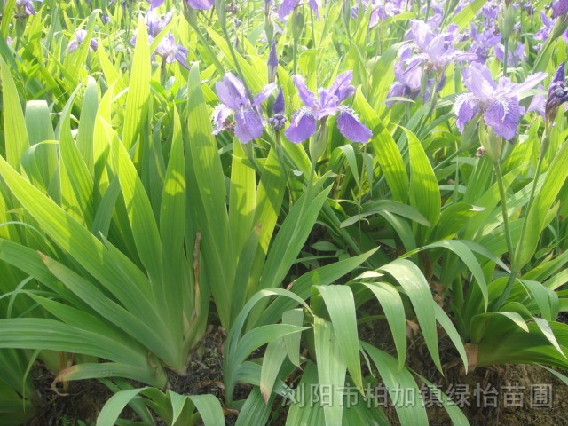 鴦尾 各種花色鴦尾