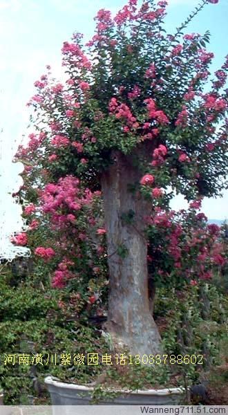 落葉灌木、矮紫薇、八仙花、茶梅、檉柳、棣棠、丁香價格表