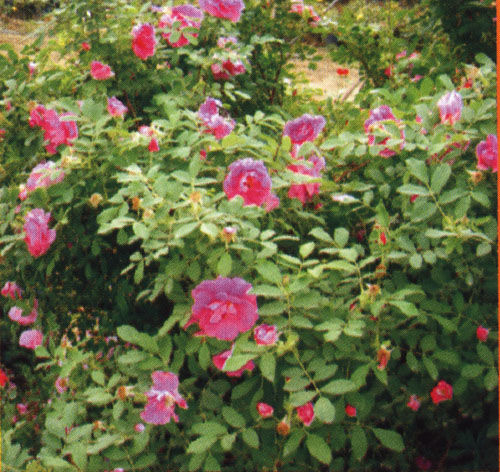 豐花月季、風箱果、粉花香科、枸杞子、石蠶、紅葉李價格表