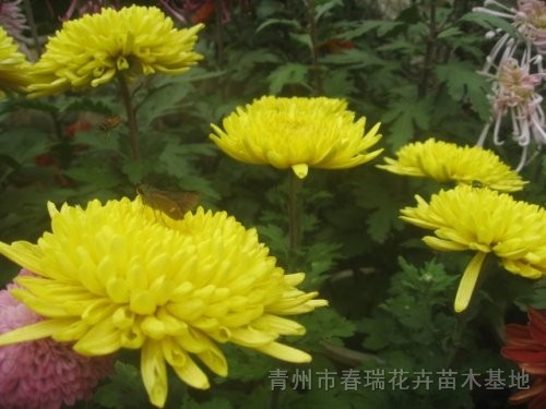 九月菊，菊花，秋菊，菊花租擺