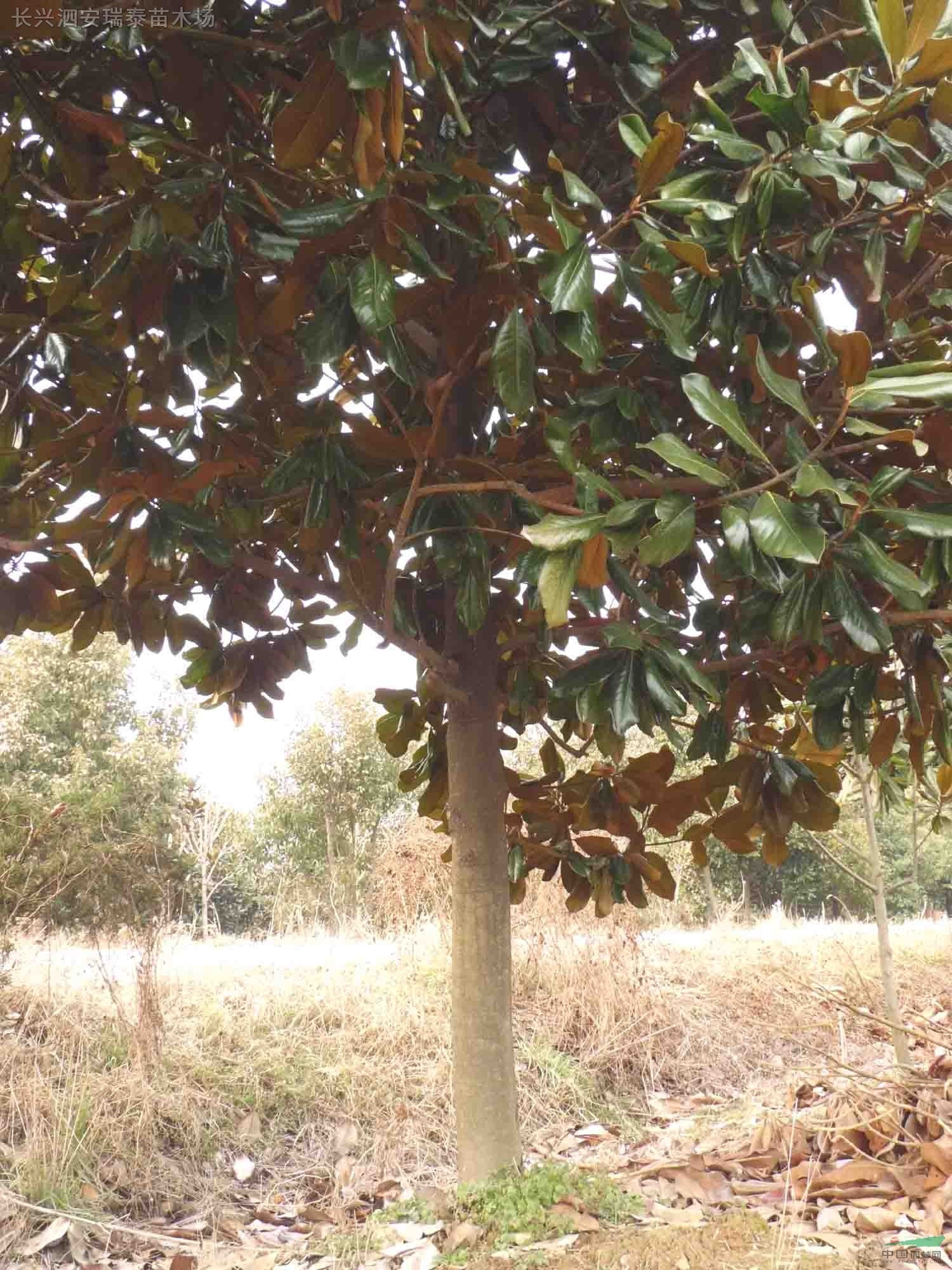 廣玉蘭（8-15公分）