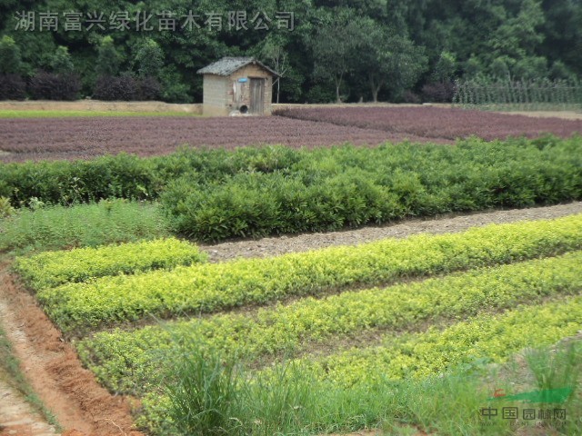 湖南深山含笑，樂(lè)昌含笑，廣東花木，湖北苗木，江蘇花木特價(jià)