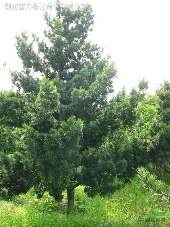 湖南骨架樸樹，移栽樸樹，花木之鄉(xiāng)，湖南樸樹，湖南樸樹價格！