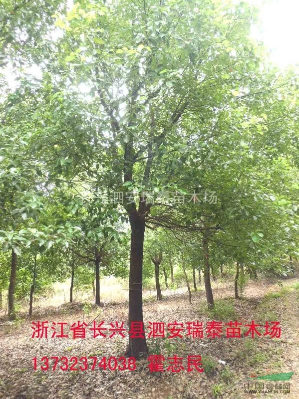 全冠香樟