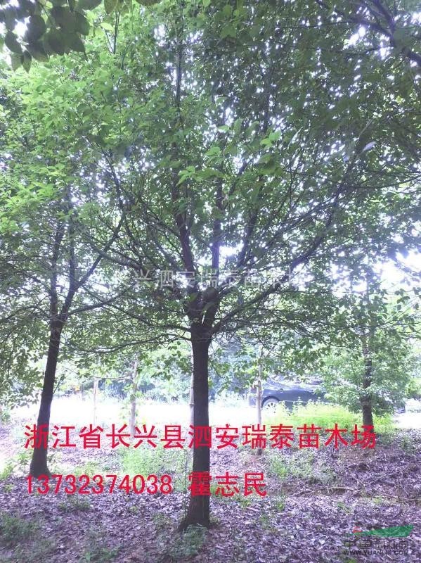 全冠香樟