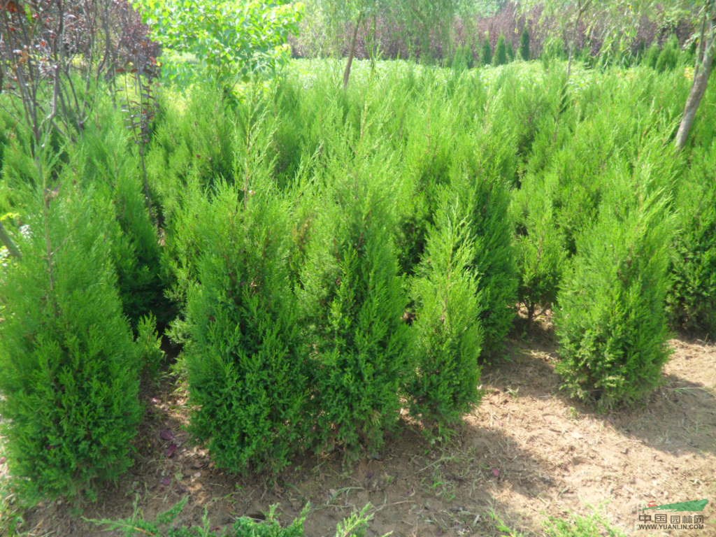 蘇北苗木基地 大量出售江蘇蜀檜、圓柏、蜀檜價格、蜀檜小苗