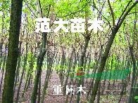 重陽木、櫸樹、樸樹、無患子、烏桕、欒樹、桑樹、黃連木