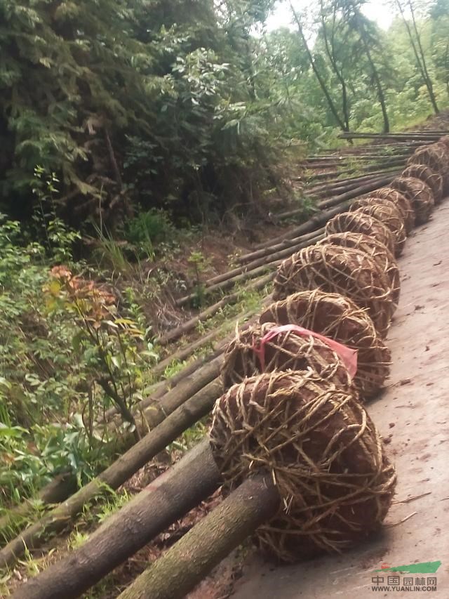 長期供香樟，紅葉石楠，樸樹和欒樹