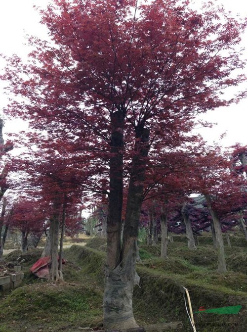 江西紅楓，湖南嫁接紅楓，青楓，日本紅楓，紅楓小苗