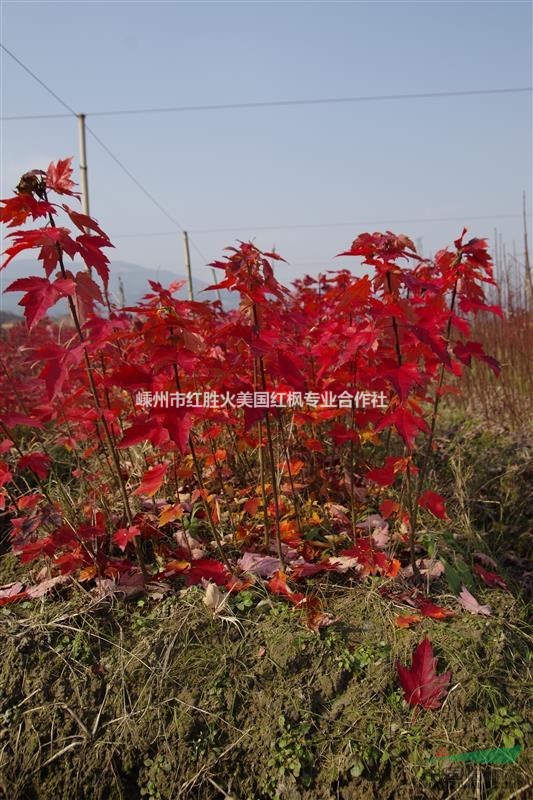 浙江美國紅楓十月光輝|美國紅楓夕陽紅|美國紅楓工程樹