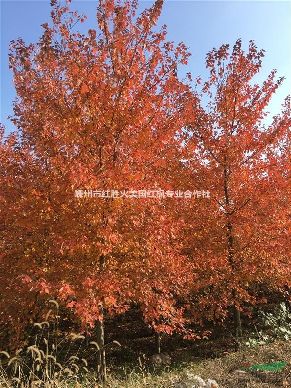 浙江美國紅楓十月光輝|美國紅楓夕陽紅|美國紅楓工程樹