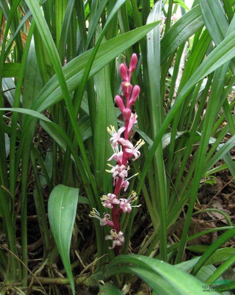 水生虞美人、水生苔草、水毛花、水鱉、藍花梭魚草價格表