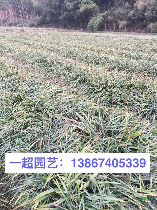 阔叶麦冬 阔叶麦冬基地价格 浙江阔叶麦冬大量批发