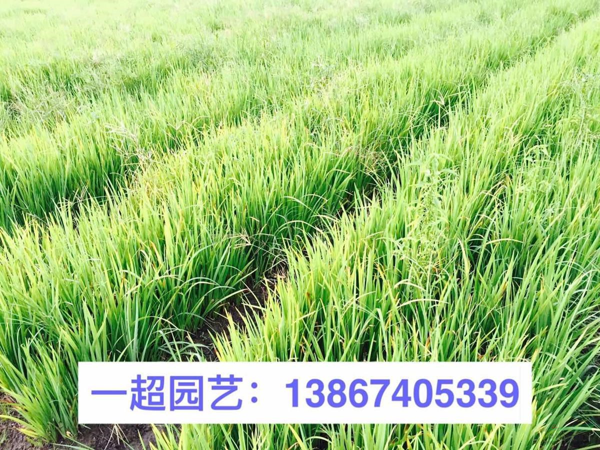 黃菖蒲 優質黃菖蒲批發 黃菖蒲價格