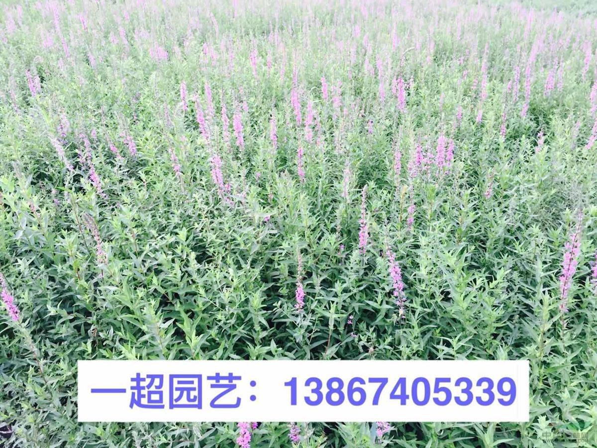 千屈菜 紅花千屈菜 白花千屈菜 千屈菜價格