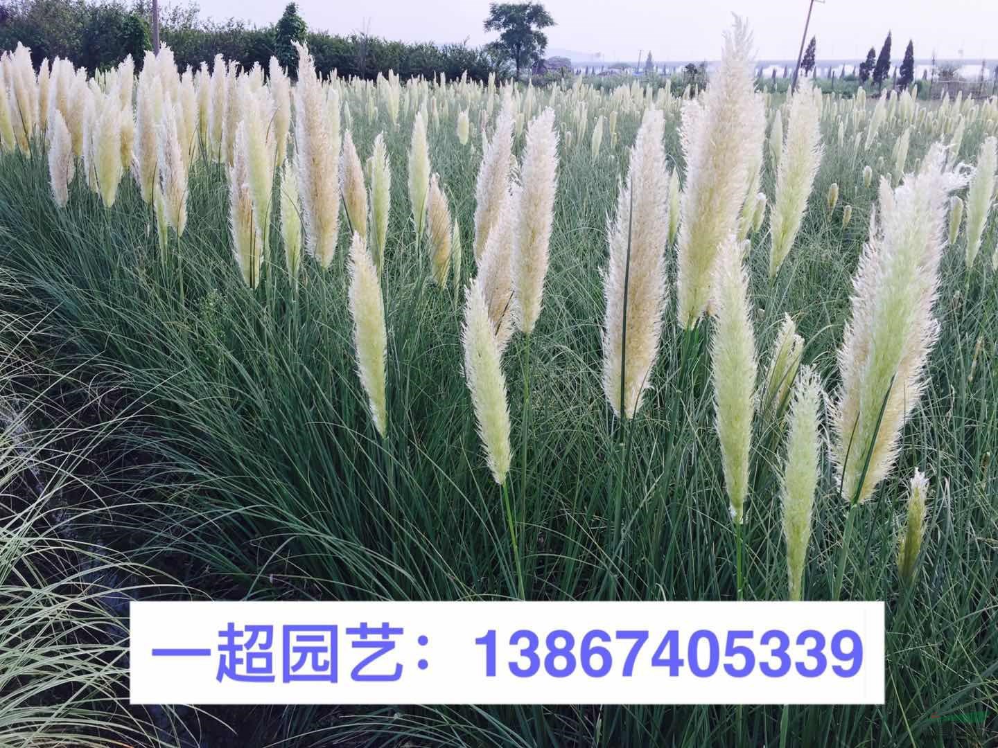矮蒲苇 优质特价矮蒲苇大量批发