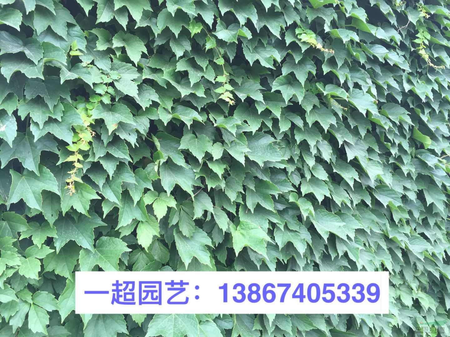 爬山虎 三葉爬山虎 五葉爬山虎 爬山虎苗圃直銷